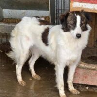 BIENCHEN - 40cm/15kg - geb. 06/2024