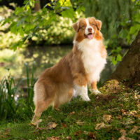 Red Tri Australian Shepherd Deckrüde USA Import "Cabby" ASCA & FCI Papiere www.YellowstoneAussies.de