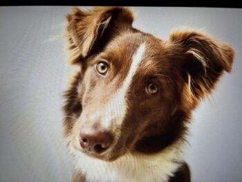 Wir suchen für „Schoki“ (ein besonderer Hund mit Spezial Effekt) hundeerfahrene Menschen, die .....