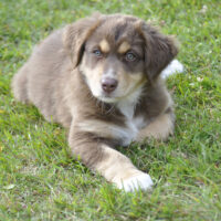 Australian Shepherd Welpen mit ASCA Pap.suchen Menschen auf die man sich verlassen kann
