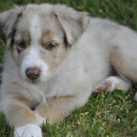 Australian Shepherd Welpen mit ASCA Pap.suchen Menschen auf die man sich verlassen kann