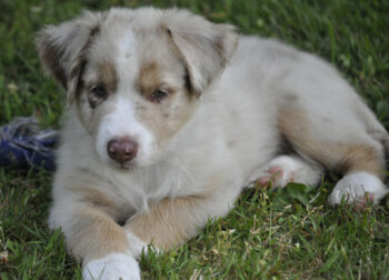 Australian Shepherd Welpen mit ASCA Pap.suchen Menschen auf die man sich verlassen kann