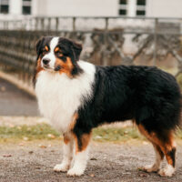 Black Tri Australian Shepherd Deckrüde "Koda" ASCA & FCI Papiere www.YellowstoneAussies.de