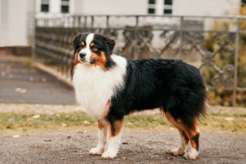Black Tri Australian Shepherd Deckrüde "Koda" ASCA & FCI Papiere www.YellowstoneAussies.de