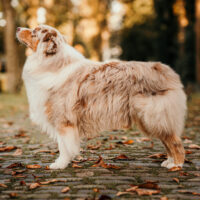 Red Merle Australian Shepherd Deckrüde "Roko" ASCA & FCI Papiere www.YellowstoneAussies.de