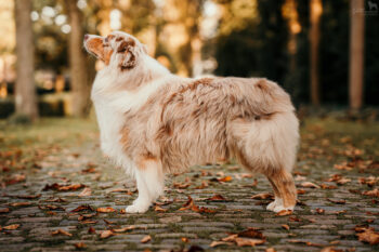 Red Merle Australian Shepherd Deckrüde "Roko" ASCA & FCI Papiere www.YellowstoneAussies.de