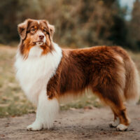 Red Tri Australian Shepherd Deckrüde USA Linie "Tiger" ASCA & FCI Papiere www.YellowstoneAussies.de