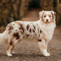 Red Merle Australian Shepherd Deckrüde "Major" ASCA Papiere www.YellowstoneAussies.de
