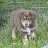 Australian Shepherd Welpen mit ASCA Pap. suchen verantwortungsvolle Menschen