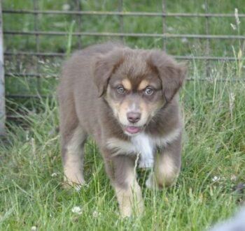Australian Shepherd Welpen mit ASCA Pap. suchen verantwortungsvolle Menschen