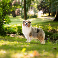 Blue Merle Australian Shepherd Deckrüde "Andy" ASCA & FCI Papiere www.YellowstoneAussies.de