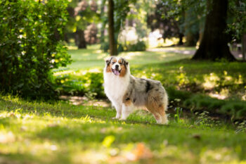 Blue Merle Australian Shepherd Deckrüde "Andy" ASCA & FCI Papiere www.YellowstoneAussies.de