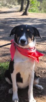 MAYA, tricolor Mix-Hündin, etwas schüchtern, aber sehr freundlich mit allen, auch mit Katzen