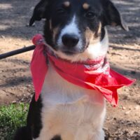 MAYA, tricolor Mix-Hündin, etwas schüchtern, aber sehr freundlich mit allen, auch mit Katzen