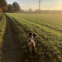 Australian Shepherd Hündin sucht dringend zu Hause