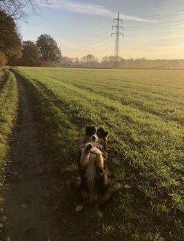 Australian Shepherd Hündin sucht dringend zu Hause
