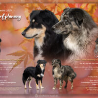 Wurfplanung Herbst/ Winter 2025- sportliche Australian Shepherd Welpen mit ASCA Papieren