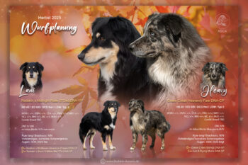Wurfplanung Herbst/ Winter 2025- sportliche Australian Shepherd Welpen mit ASCA Papieren