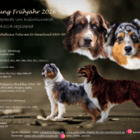 Wurfplanung Frühjahr/Sommer 2026 Black Tri und Blue Merle