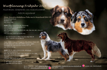 Wurfplanung Frühjahr/Sommer 2026 Black Tri und Blue Merle