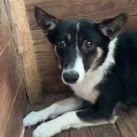 🆘Tötungshund Eddie wartet auf seine Lebensretter🆘30-35 cm🆘 ca. 1 Jahr alt🆘mit VIDEOS!!!