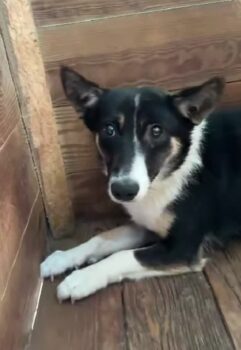 🆘Tötungshund Eddie wartet auf seine Lebensretter🆘30-35 cm🆘 ca. 1 Jahr alt🆘mit VIDEOS!!!