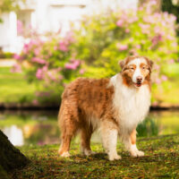Red Merle Australian Shepherd Deckrüde "Tony" ASCA & FCI Papiere www.YellowstoneAussies.de