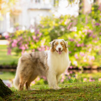 Red Merle Australian Shepherd Deckrüde "Oz" ASCA & FCI Papiere www.YellowstoneAussies.de