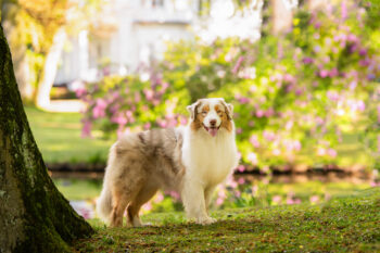 Red Merle Australian Shepherd Deckrüde "Oz" ASCA & FCI Papiere www.YellowstoneAussies.de