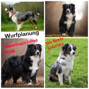 Toy/Mini Australian Shepherd