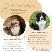 Wurfankündigung Australian Shepherd