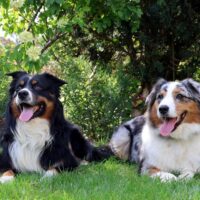 Wurfankündigung Australian Shepherd Welpen mit ÖKV/ FCI Papieren