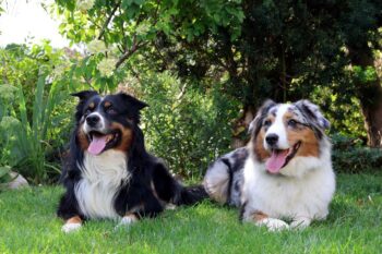 Wurfankündigung Australian Shepherd Welpen mit ÖKV/ FCI Papieren
