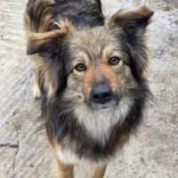 FELI 📌Zuhause oder Pflegestelle gesucht!📌