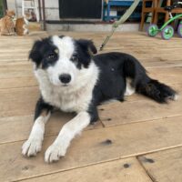 🩷Liebevolle Familie für Poppy gesucht🩷weibl. / 40 cm / 10 kg (mit VIDEOS)