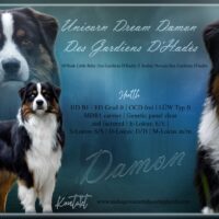 Australian Shepherd Deckrüde Blue Eye | ASCA oder FCI | Import Frankreich