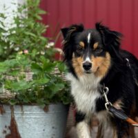 Mini-Aussie Hündin Tokyo sucht dich !!!