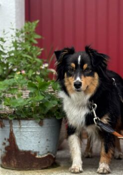 Mini-Aussie Hündin Tokyo sucht dich !!!