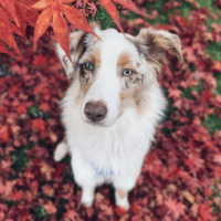 Besonderes Zuhause für besondere Aussie-Hündin gesucht 🐶💙