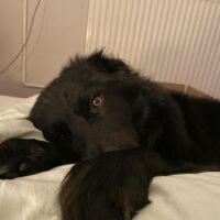 Suchen neues zu Hause für mein Cooper mit Spezialeffekte