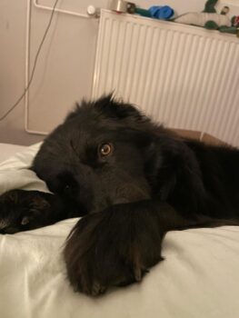 Suchen neues zu Hause für mein Cooper mit Spezialeffekte