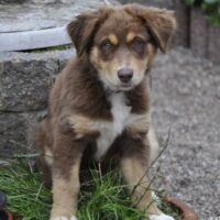 Australain Shepherd Wepe / Hündin / sucht Menschen mit Herz