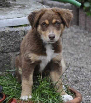 Australain Shepherd Wepe / Hündin / sucht Menschen mit Herz