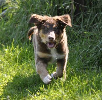 Australian Shepherd Welpe / Hündin mit ASCA Pap. sucht liebevolles Zuhause