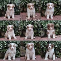 5 Australian Shepherd Welpen mit ASCA Papieren