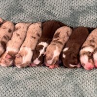 9 Australian Shepherd Welpen mit ASCA Papieren