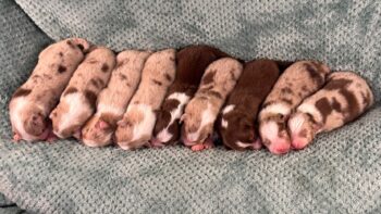 9 Australian Shepherd Welpen mit ASCA Papieren