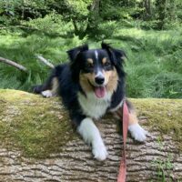 Mini-Aussie Hündin Tokyo sucht dich !!!