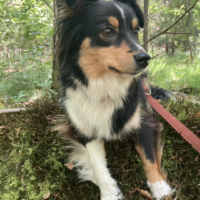Mini-Aussie Hündin Tokyo sucht dich !!!