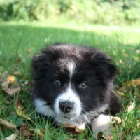 Australian Shepherd Hündin Welpe
